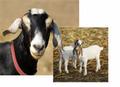 IIC manufactures custom goat polyclonal antisera.